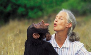Dr. Jane Goodall with orphan chimpanzee Uruhara at the JGI Sweetwaters Sanctuary for orphan chimpanzees in Kenya. 2000